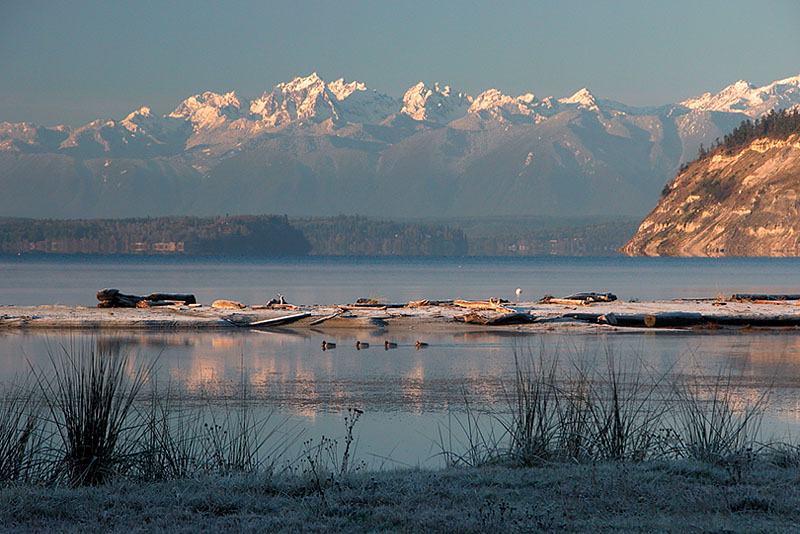 Ducks in a Row on a Frosty Morning