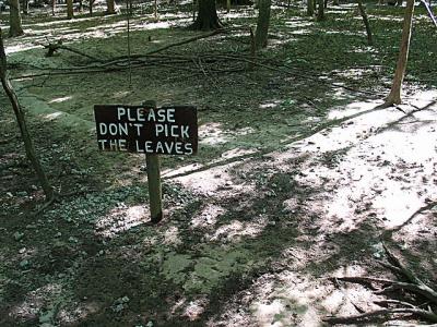Don't Pick the Leaves (*)