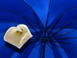 Flower on blue   *