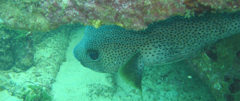 diving