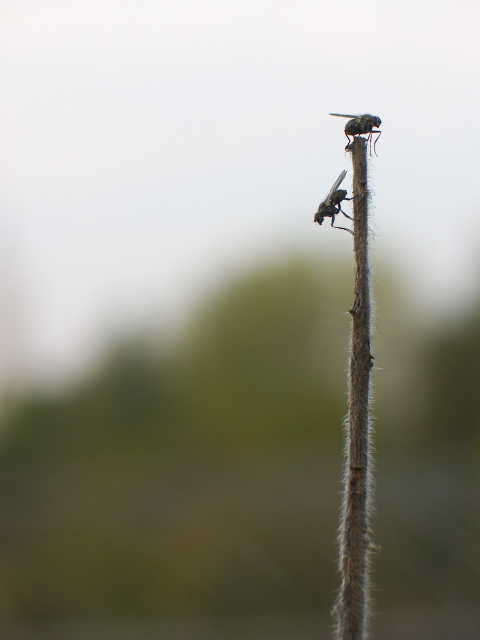 <b>Flystation</b>