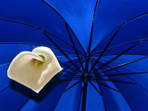 Flower on blue   *