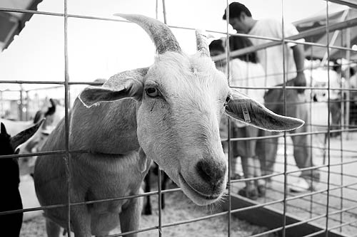 * Goat Box