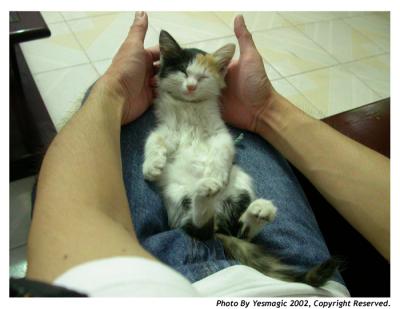 YESMAGIC's CAT
