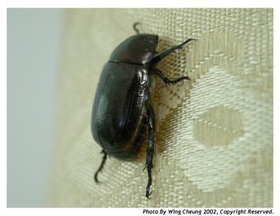 Bug