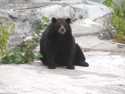 Rome Zoo
