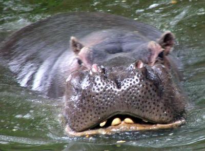 Rome Zoo