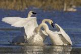 Swan Flap