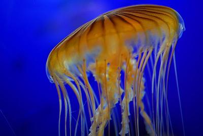 Monterey Bay Aquarium