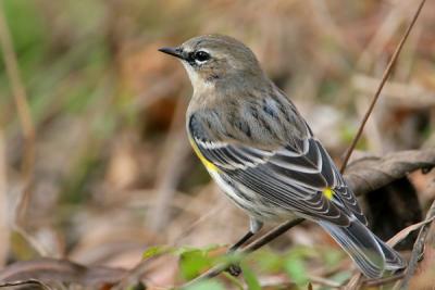 Yellow-rumped Warbler