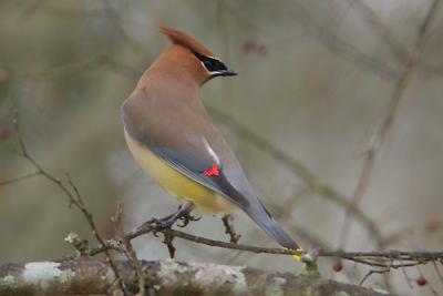 Cedar Waxwing