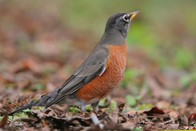 American Robin