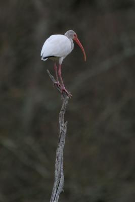 White Ibis