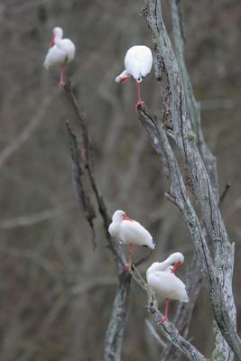 White Ibis