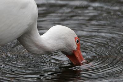 White Ibis