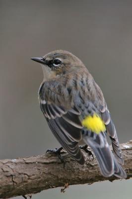 Yellow-rumped Warbler