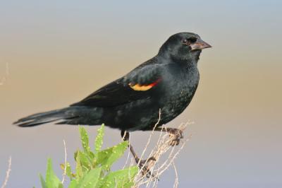 Red-winged Blackbird