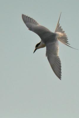 Forster's Tern