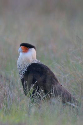 Crested Caracara