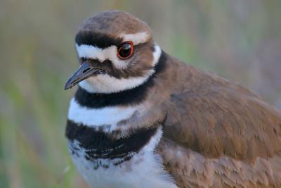 Killdeer