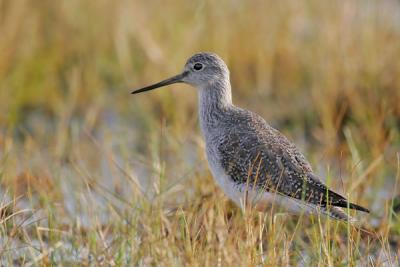 Greater Yellowlegs