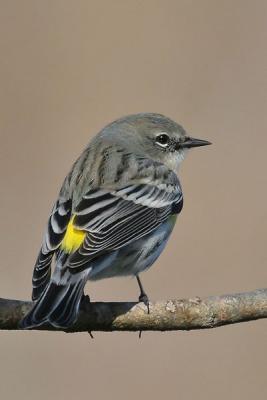 Yellow-rumped Warbler