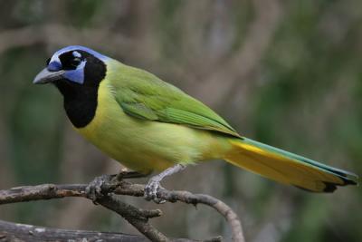 Green Jay