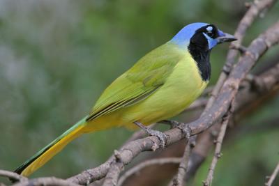 Green Jay