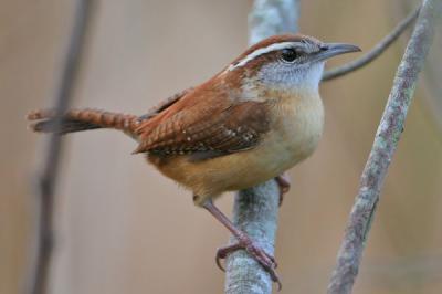 Carolina Wren