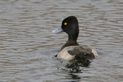 Lesser Scaup