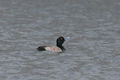 Lesser Scaup