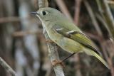 Ruby-crowned Kinglet