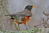 American Robin