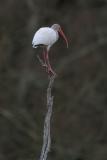 White Ibis