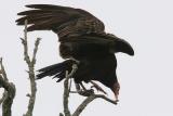 Turkey Vulture