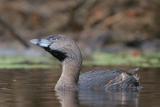 Pied-billed Grebe