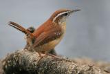 Carolina Wren