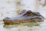 American Alligator