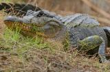 American Alligator