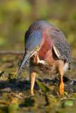 Green Heron