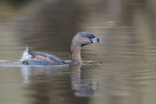 Pied-billed Grebe