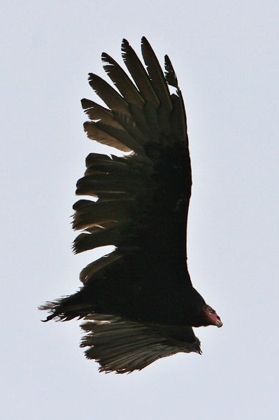 Turkey Vulture