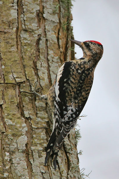 Yellow-bellied Sapsucker