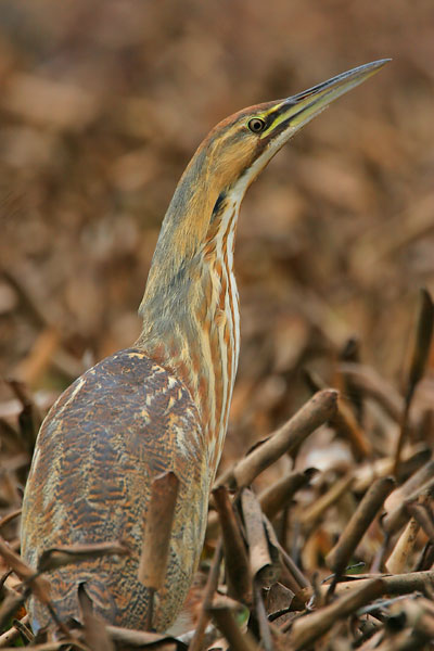 American Bittern