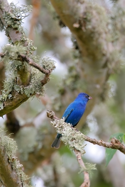 Indigo bunting