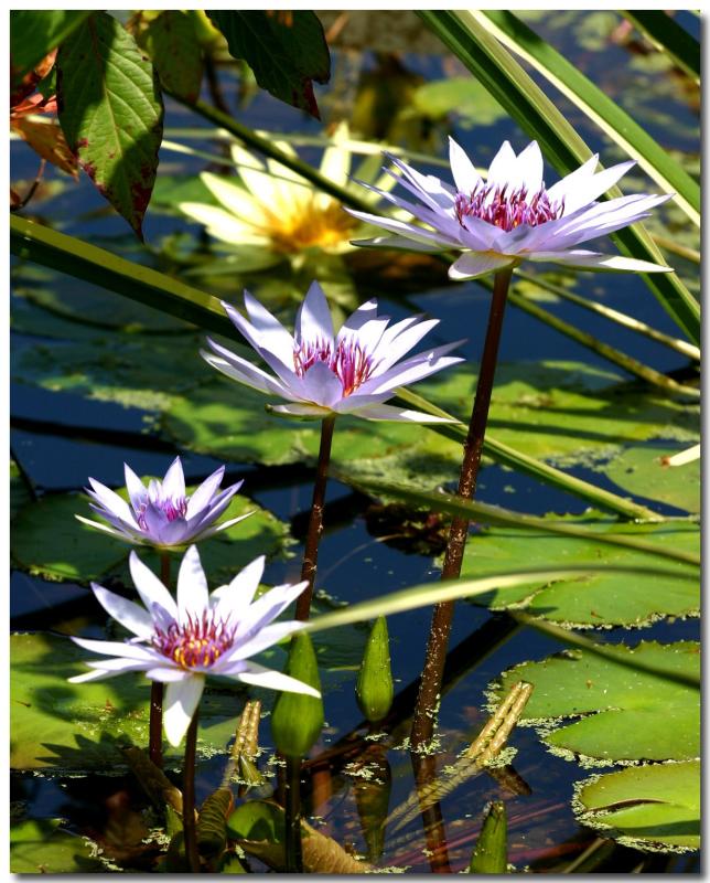 Water Lilly