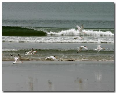 Sea Gulls