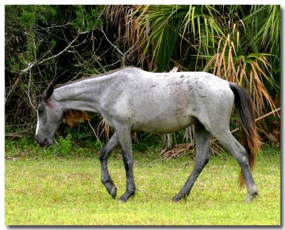 Wild Horse