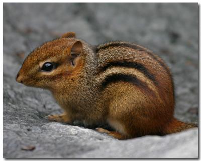 Chipmunk