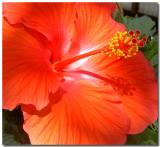 Hibiscus